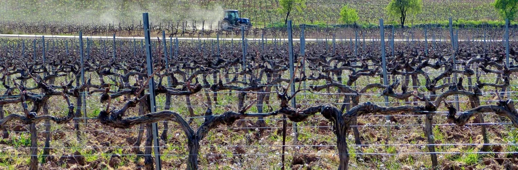 viñedos lagar amprius